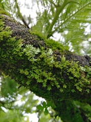 Pleopeltis macrocarpa