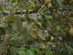Ampelopsis cordata