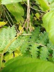 Yersinia mexicana