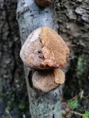 Fomitopsis betulina