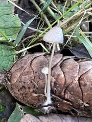 Macrocystidia