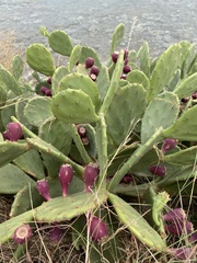 Opuntia anahuacensis