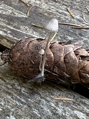 Macrocystidia