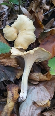 Cantharellus