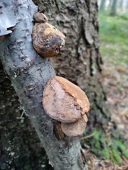 Fomitopsis betulina
