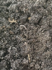 Amynthas corticis