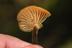 Marasmiineae