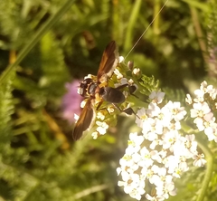 Trichopoda pictipennis