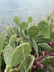 Opuntia anahuacensis