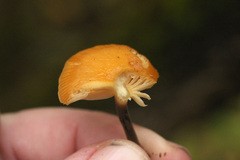 Marasmiineae