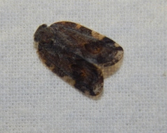 Ricaniidae