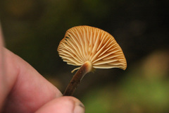 Marasmiineae
