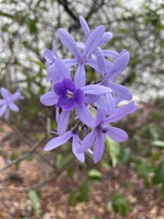 Verbenaceae