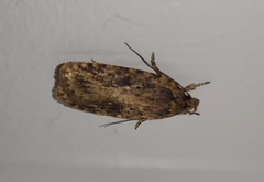 Agonopterix pulvipennella