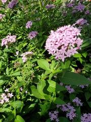 Pentas lanceolata