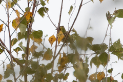 Fringilla coelebs