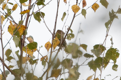 Fringilla coelebs