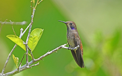 Colibri delphinae