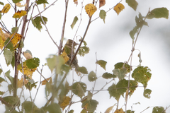 Fringilla coelebs