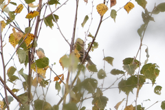 Fringilla coelebs