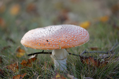 Amanita muscaria