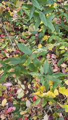 Lysimachia vulgaris
