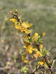 Berberis microphylla