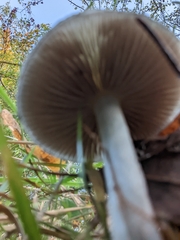 Stropharia caerulea