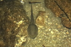 Quasipaa exilispinosa