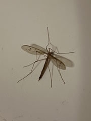 Tricyphona