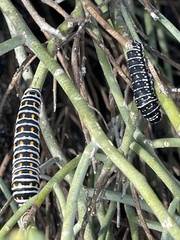 Papilio polyxenes rudkini
