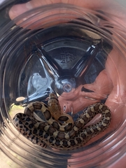 Pituophis deppei