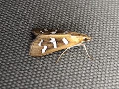 Diastictis