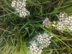 Helichrysum spiralepis