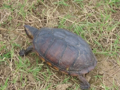 Kinosternon leucostomum