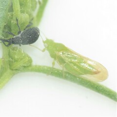 Craspedolepta lapsus