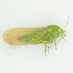 Craspedolepta lapsus