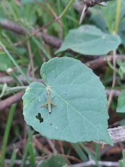 Catantopinae