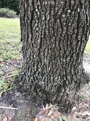Lepraria finkii