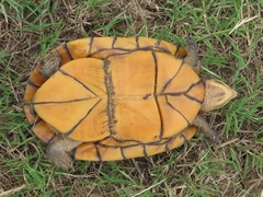 Kinosternon leucostomum