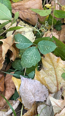 Toxicodendron rydbergii