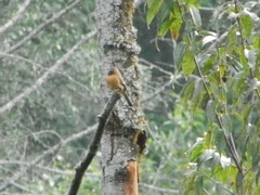 Mitrephanes phaeocercus