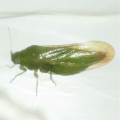 Craspedolepta lapsus