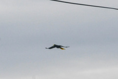 Psarocolius decumanus