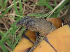 Kinosternon leucostomum