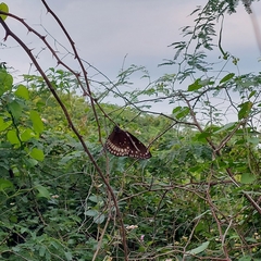 Euploea core