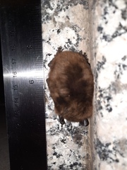 Nycticeius humeralis