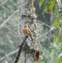 Mitrephanes phaeocercus