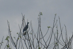 Gymnoderus foetidus