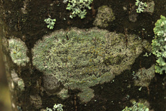 Lecanora symmicta